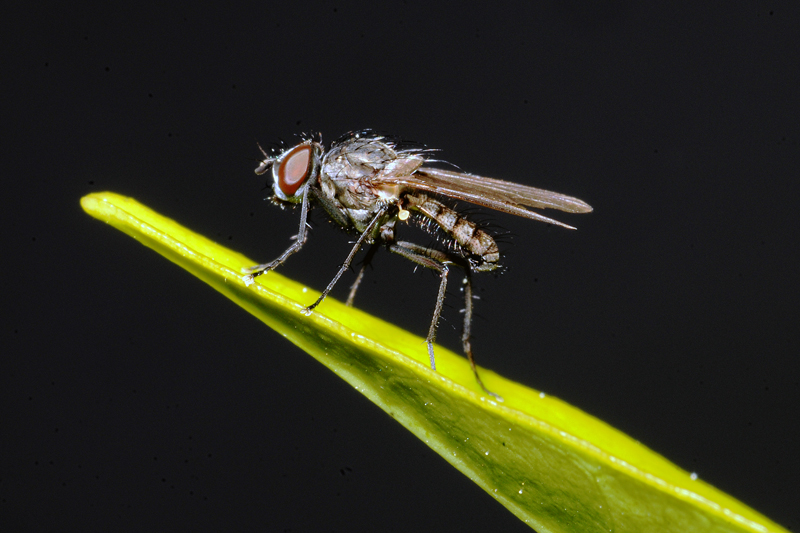 Delia sp.? (Anthomyiidae)